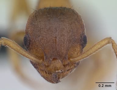 Temnothorax nylanderi — queen photo 11