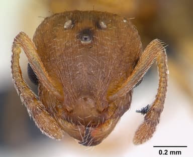Temnothorax nylanderi — queen photo 12