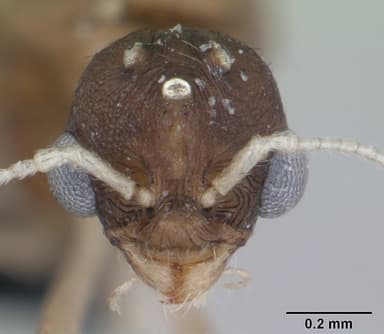 Temnothorax nylanderi — queen photo 14