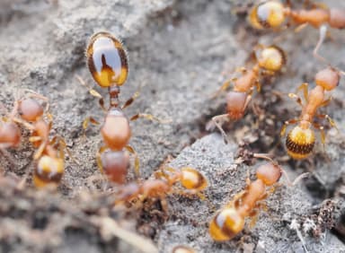 Temnothorax unifasciatus photo 9