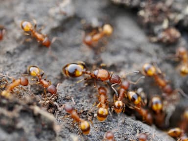 Temnothorax unifasciatus photo 10