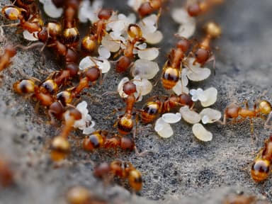 Temnothorax unifasciatus photo 11