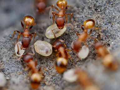 Temnothorax unifasciatus photo 12