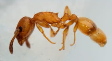 Temnothorax unifasciatus photo 13