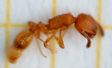 Temnothorax unifasciatus photo 15