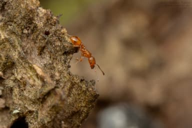 Temnothorax unifasciatus photo 17