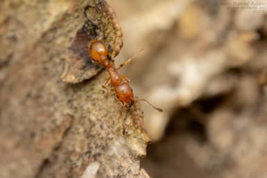 Temnothorax unifasciatus photo 19