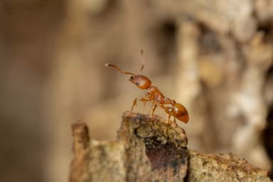 Temnothorax unifasciatus photo 20