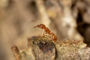 Temnothorax unifasciatus photo 21