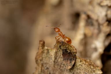 Temnothorax unifasciatus photo 22
