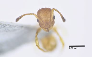 Temnothorax unifasciatus photo 23
