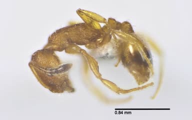 Temnothorax unifasciatus photo 24