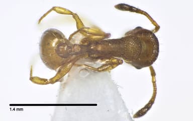 Temnothorax unifasciatus photo 25
