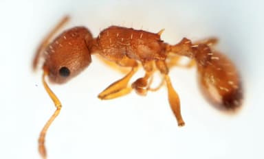Temnothorax unifasciatus photo 26