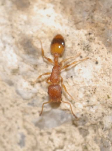 Temnothorax unifasciatus photo 27