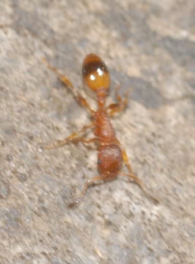 Temnothorax unifasciatus photo 28