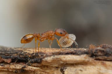 Temnothorax unifasciatus photo 29