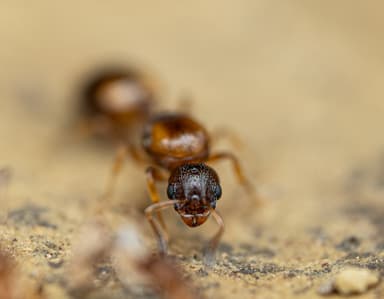 Temnothorax unifasciatus photo 40