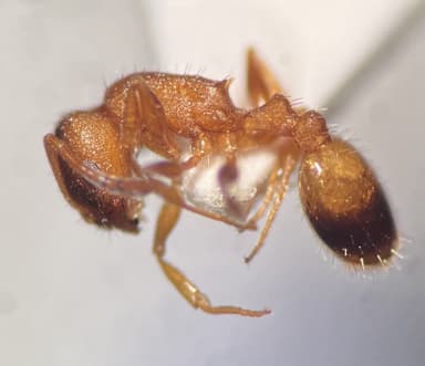 Temnothorax unifasciatus photo 41