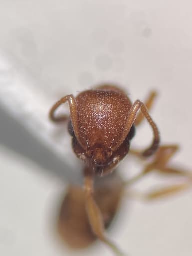 Temnothorax unifasciatus photo 42