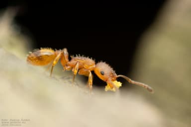 Temnothorax unifasciatus photo 43