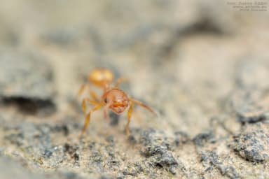 Temnothorax unifasciatus photo 45