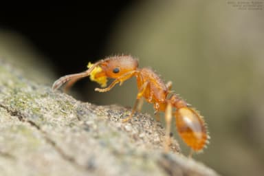 Temnothorax unifasciatus photo 46