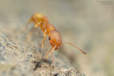 Temnothorax unifasciatus photo 47