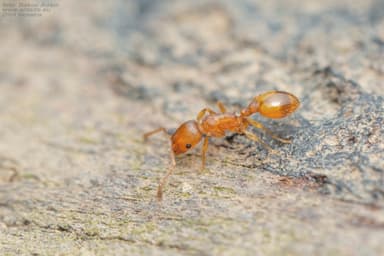 Temnothorax unifasciatus photo 48
