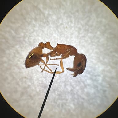 Temnothorax unifasciatus photo 49