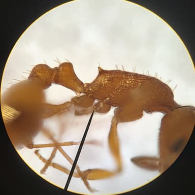 Temnothorax unifasciatus photo 50