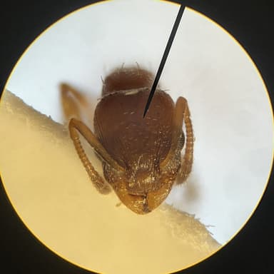 Temnothorax unifasciatus photo 51