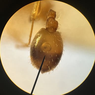 Temnothorax unifasciatus photo 52