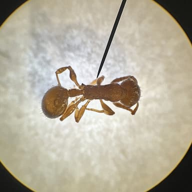 Temnothorax unifasciatus photo 53