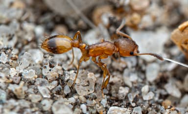 Temnothorax unifasciatus photo 54