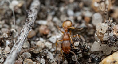 Temnothorax unifasciatus photo 55
