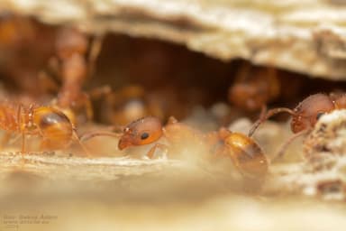 Temnothorax unifasciatus photo 56