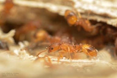 Temnothorax unifasciatus photo 58