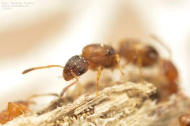 Temnothorax unifasciatus photo 59