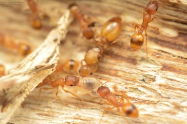 Temnothorax unifasciatus photo 62