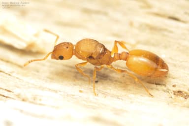Temnothorax unifasciatus photo 63
