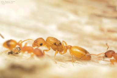 Temnothorax unifasciatus photo 64