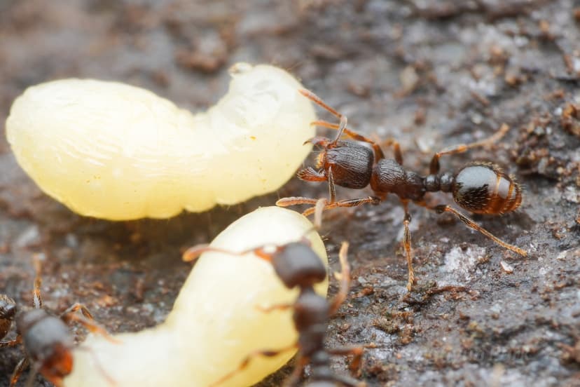 Tetramorium alpestre photo 1