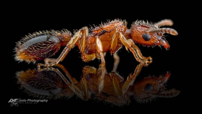 Tetramorium bicarinatum photo 1