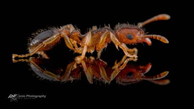 Tetramorium bicarinatum — worker photo 4