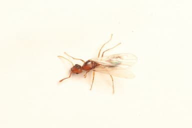 Tetramorium bicarinatum photo 27