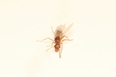 Tetramorium bicarinatum photo 28