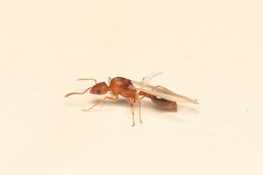Tetramorium bicarinatum photo 29