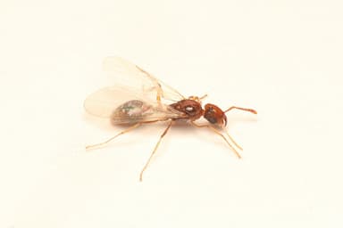 Tetramorium bicarinatum photo 30