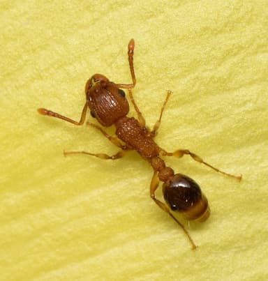 Tetramorium bicarinatum photo 38